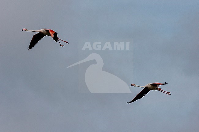 Two greater flamingos, Phoenicopterus roseus, in flight. Saintes Maries de la Mer, Carmague, Bouches du Rhone, Provence Alpes Cote d'Azur, France. stock-image by Agami/Sergio Pitamitz,