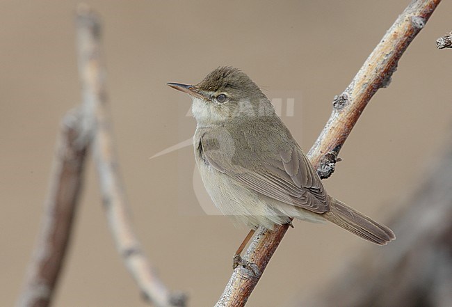 Struikrietzanger, Blyth's Reed Warbler stock-image by Agami/Mike Danzenbaker,