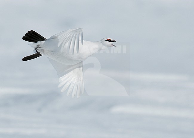 Mannetje Alpensneeuwhoen roepend in de vlucht, Male Rock Ptarmigan calling in flight stock-image by Agami/Markus Varesvuo,