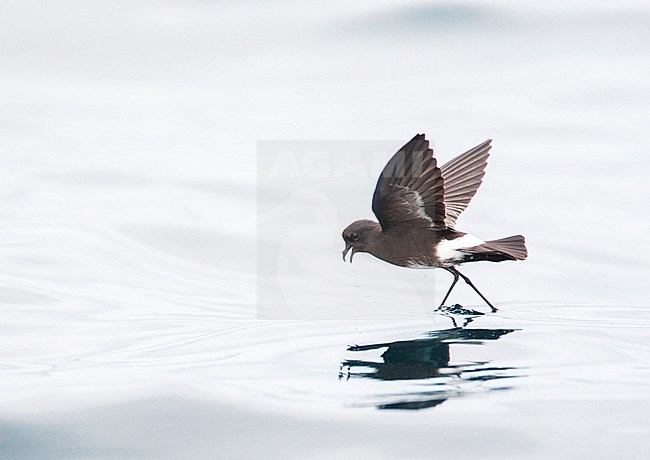 Elliot's Storm Petrel (Oceanites gracilis) at sea on the Pacific ocean off Lima, Peru. Dancing on the water when its trying to find something to eat. stock-image by Agami/Marc Guyt,