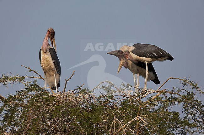 Resting marabou storks (Leptoptilos crumenifer) on top of a acacia tree stock-image by Agami/Mathias Putze,