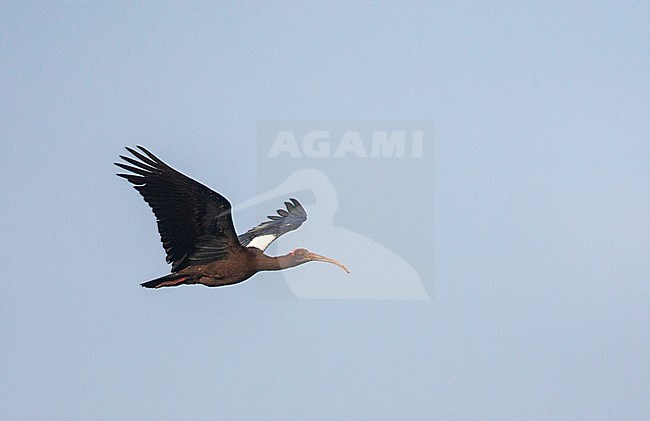 Red-naped ibis (Pseudibis papillosa), also known as the Indian Black Ibis, seen in flight. stock-image by Agami/Marc Guyt,