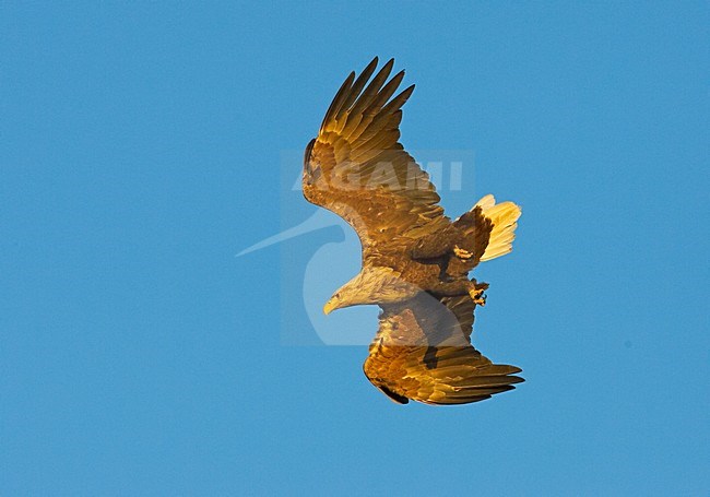 Zeearend; White-tailed Eagle stock-image by Agami/Markus Varesvuo,