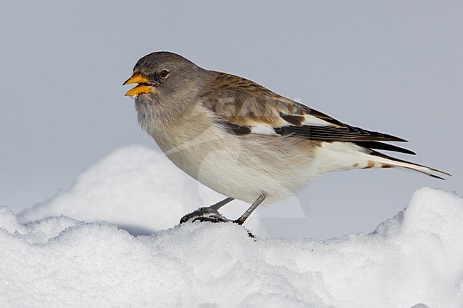 Sneeuwvink; Snowfinch; Montifringilla nivalis stock-image by Agami/Daniele Occhiato,