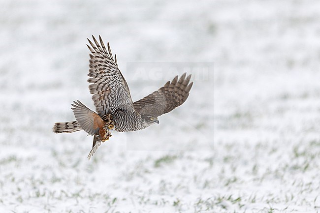 First winter female Eurasian Sparrowhawk (Accipiter nisus) with a newly caught Redwing flying over a snow-covered field at Rudersdal, Denmark stock-image by Agami/Helge Sorensen,