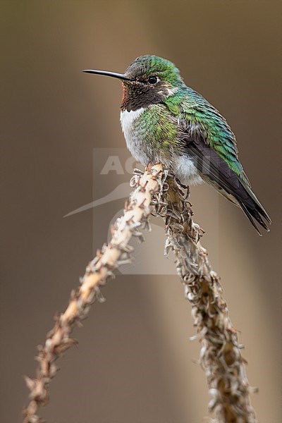Male Broad-tailed Hummingbird (Selasphorus platycercus) perched on a branch in a rainforest in Guatemala. stock-image by Agami/Dubi Shapiro,