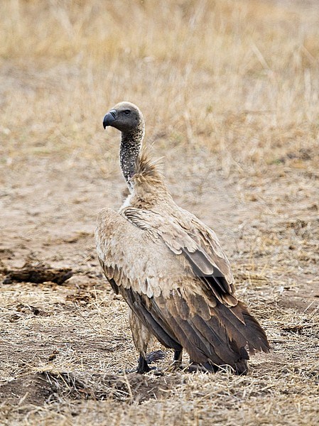 Critically Endangered African White-backed Vulture (Gyps africanus) in Kruger National Park in South Africa. Standing on the ground. stock-image by Agami/Marc Guyt,