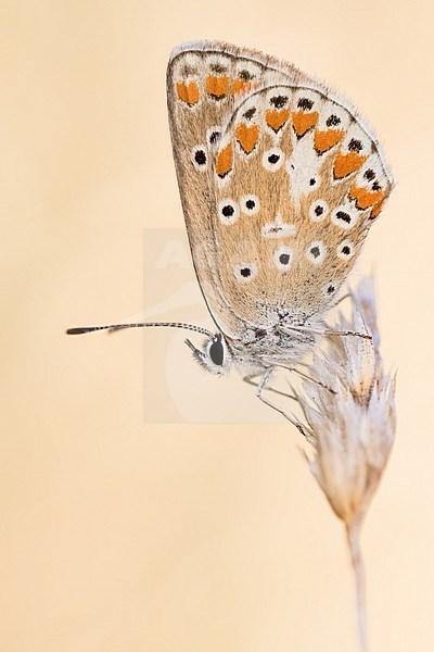 Aricia agestis - Brown Argus - Kleiner Sonnenröschen-Bläuling, France (Ain), imago stock-image by Agami/Ralph Martin,