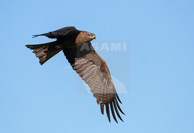 (Western) Black Kite (Milvus migrans ssp. migrans), Germany, adult in flight, seen from below. Flying against a blue sky as a background. stock-image by Agami/Ralph Martin,