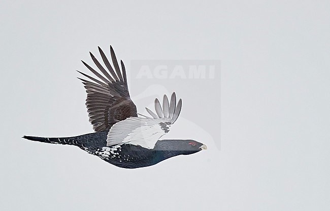 Male Western Capercaillie (Tetrao Urogallus) in flight in snow covered forest near Salla in Finland. stock-image by Agami/Markus Varesvuo,