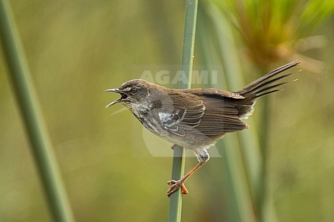 White-winged Scrub-Warbler singing; Witvleugel-struikzanger zingend stock-image by Agami/Roy de Haas,