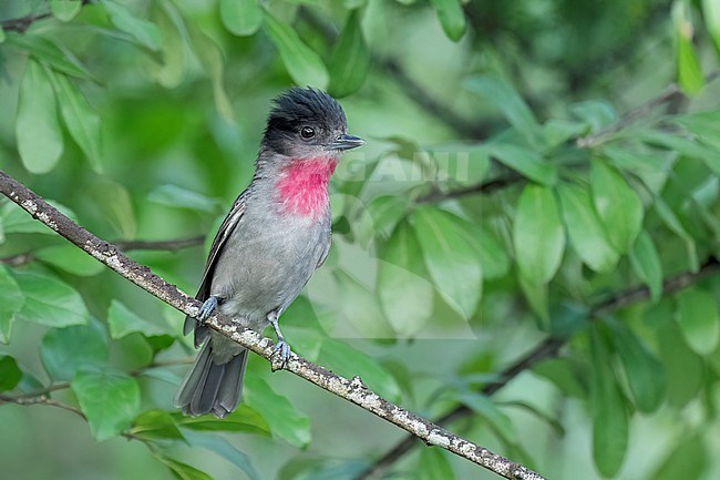 Adult male
Nuevo Leon, Mexico
May 2022 stock-image by Agami/Brian E Small,