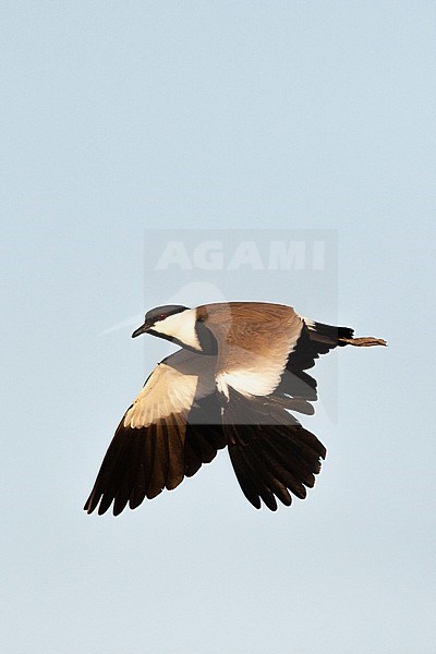 Adult Spur-winged Plover (Vanellus spinosus) in Israel stock-image by Agami/Marc Guyt,