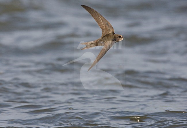 Gierzwaluw in de vlucht boven water; Common Swift in flight over water stock-image by Agami/Ran Schols,