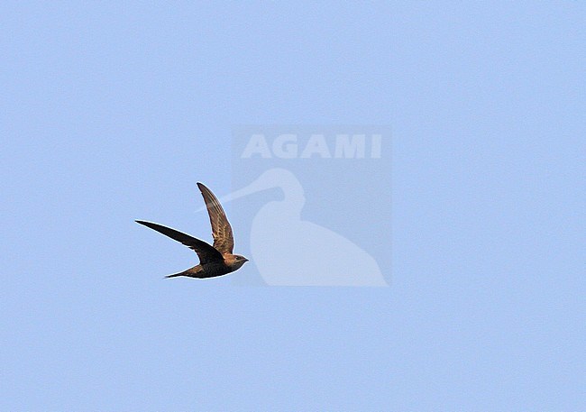 Mottled Swift (Tachymarptis aequatorialis) in flight in Angola, seen from the side. Flying against a blue sky as a background. stock-image by Agami/Pete Morris,