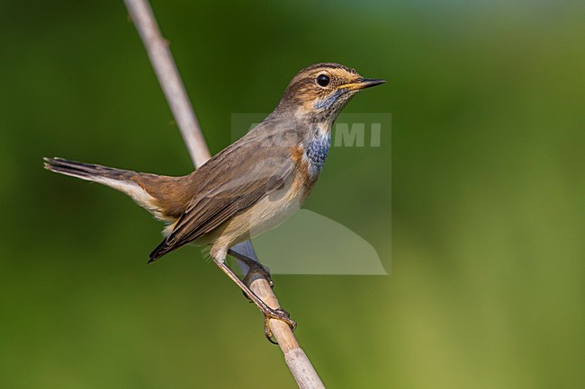 Blauwborst in winterkleed, White-spotted Bluethroat in winterplumage stock-image by Agami/Daniele Occhiato,