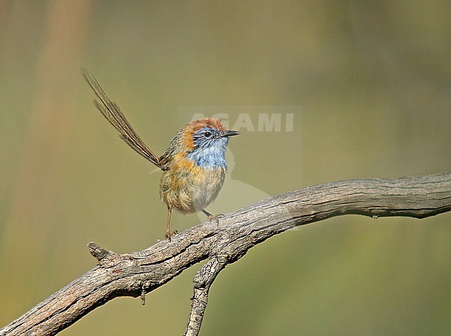 Mallee-emoesluiper; Mallee Emu-Wren (Stipiturus mallee) stock-image by Agami/Pete Morris,