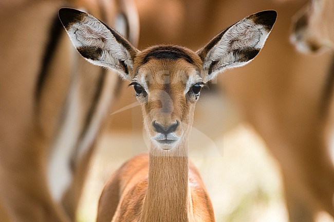 Portrait of an impala calf,  Aepyceros melampus, looking at the camera. stock-image by Agami/Sergio Pitamitz,