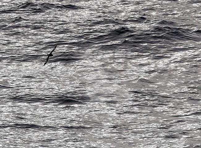 Cape Petrel (Daption capense australe) flying over glittering ocean surface in the Pacific Ocean of subantarctic New Zealand. Photographed with backlight. stock-image by Agami/Marc Guyt,