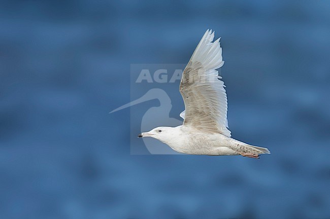 1st summer Glaucous Gull (Larus hyperboreus)
Seward Peninsula, Alaska, USA.
June 2018 stock-image by Agami/Brian E Small,