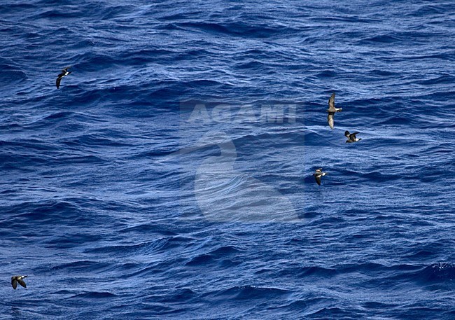 Band-rumped Storm-petrel flying;  Madeirastormvogeltje vliegend stock-image by Agami/Marc Guyt,