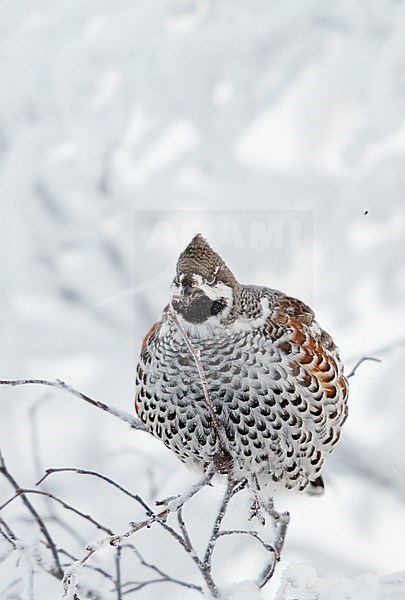 Hazelhoen foeragerend in de sneeuw, Hazel Grouse foraging in the snow stock-image by Agami/Markus Varesvuo,