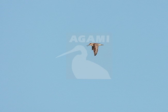 Adult Broad-billed Sandpiper (Limicola falcinellus) during spring migration in Limburg, the Netherlands. stock-image by Agami/Ran Schols,