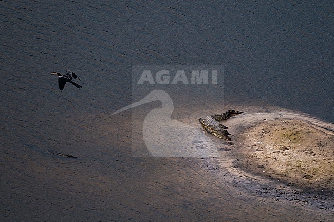 Aerial view of an African darter flying over Nile crocodiles, Crocodylus niloticus. One crocodile is in the water, and the other is resting on a bank. Okavango Delta, Botswana. stock-image by Agami/Sergio Pitamitz,