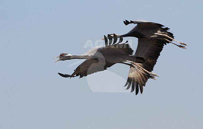 Jufferkraanvogel in vlucht; Demoiselle Crane (Anthropoides virgo) in flight stock-image by Agami/James Eaton,