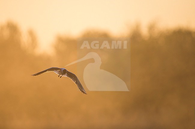 Black-headed Gull (Larus ridibundus), adult in flightGermany stock-image by Agami/Ralph Martin,