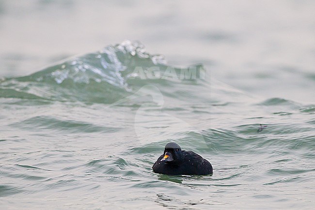 Common Scoter, Melanitta nigra adult male swimming in waves in with reflection of sun. Bird swimming front view showing yellow patch of bill and swell in background. stock-image by Agami/Menno van Duijn,