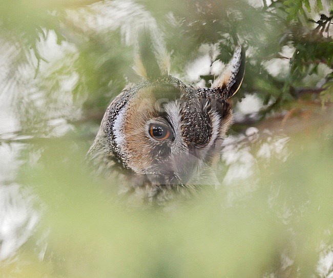 Ransuil; Long-eared Owl; Asio otus stock-image by Agami/Dick Forsman,