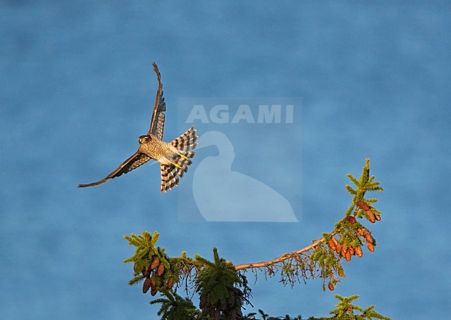 Sperwer in vlucht; Sparrowhawk in flight stock-image by Agami/Markus Varesvuo,