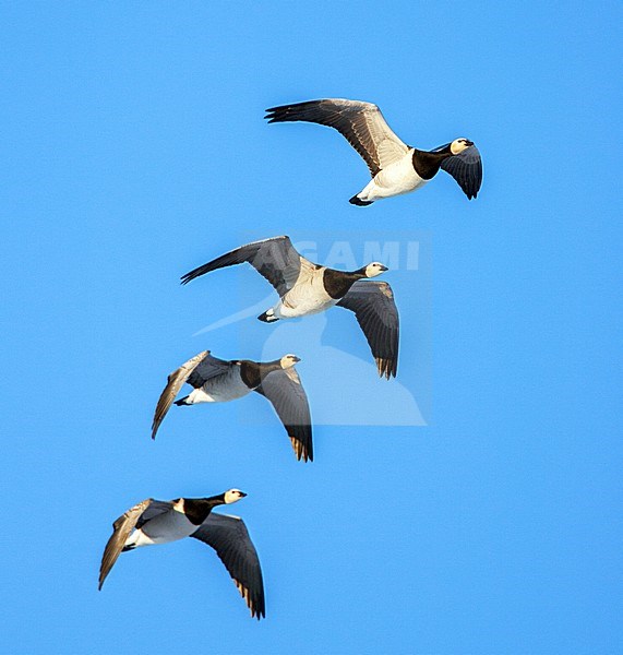 Brandgans in de vlucht; Barnacle Goose in flight stock-image by Agami/Menno van Duijn,