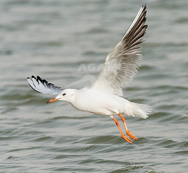 Slender-billed Gull (Chroicocephalus genei) near Eilat, Israel. stock-image by Agami/Marc Guyt,