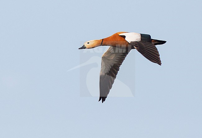 First summer male Ruddy Shelduck (Tadorna ferruginea) showing upperwing with juvenile grey-centred greater coverts. stock-image by Agami/Edwin Winkel,