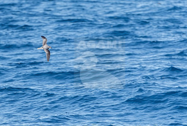 Soft-plumaged Petrel, Pterodroma mollis, in flight over the ocean south of New Zealand. stock-image by Agami/Marc Guyt,