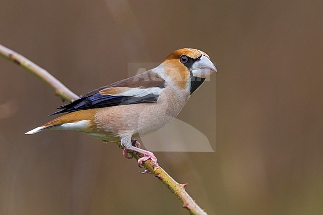 Appelvink; Hawfinch stock-image by Agami/Daniele Occhiato,