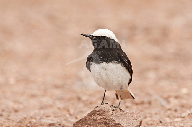 Monnikstapuit; Hooded Wheatear perched on a rock stock-image by Agami/Marc Guyt,