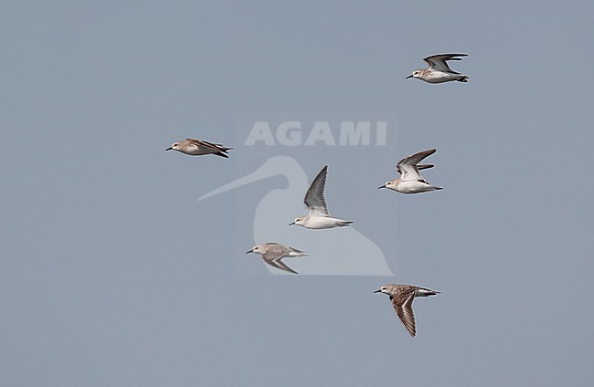 Flock of Red-necked Stints (Calidris ruficollis) in flight over Pak Thale, Thailand. stock-image by Agami/Helge Sorensen,