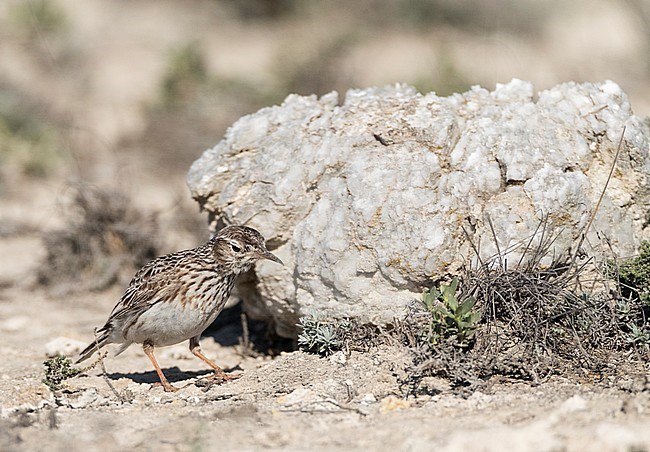 Dupont's Lark (Chersophilus duponti duponti) in Spanish steppes. stock-image by Agami/Marc Guyt,