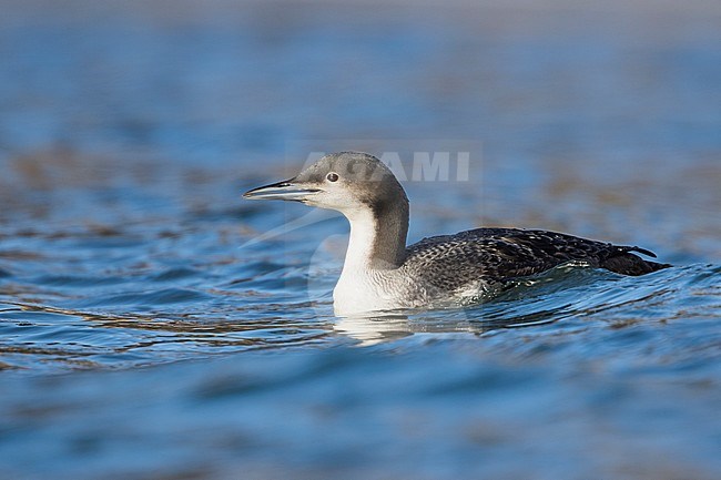 Pacific Loon (Gavia pacifica), Switzerland, 1st cy stock-image by Agami/Ralph Martin,