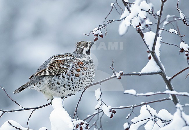 Hazel Grouse (Bonasia bonasia) eating berries in a tree in Kuusamo during a cold winter. stock-image by Agami/Markus Varesvuo,