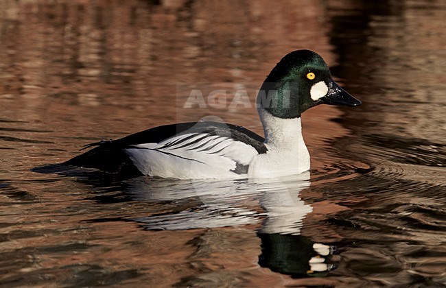 Volwassen mannetje Brilduiker; Adult male Common Goldeneye stock-image by Agami/Markus Varesvuo,