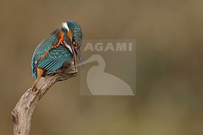 Juvenile or female Common Kingfischer (Alcedo atthis) perching on a branch and preen its feathers stock-image by Agami/Mathias Putze,