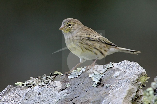 Atlantic Canary female perched on rock; Kanarie vrouw zittend op rots stock-image by Agami/Daniele Occhiato,