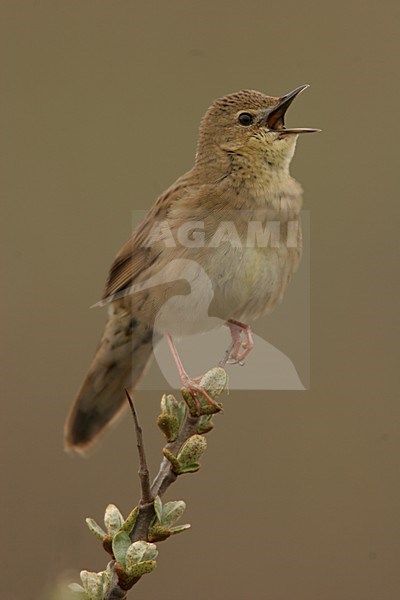 Common Grasshopper Warbler male singing; Sprinkhaanzanger man zingend stock-image by Agami/Menno van Duijn,