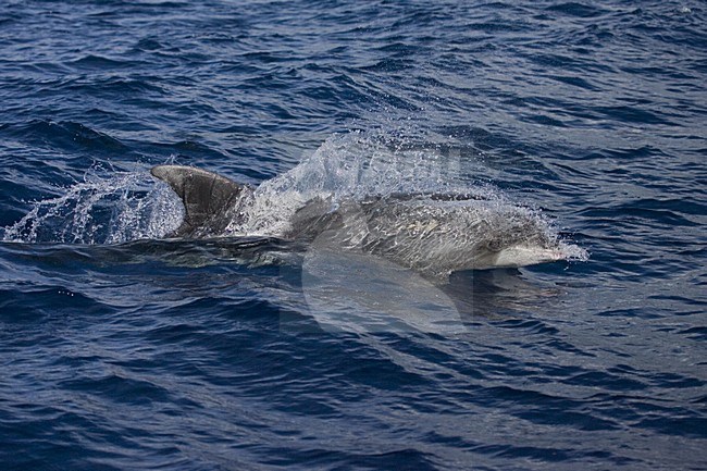 Common Bottlenose Dolphin swimming; Tuimelaar zwemmend stock-image by Agami/Marc Guyt,