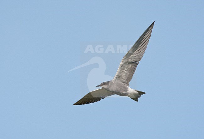 Vliengede Zwarte Stern. Flying Black Tern stock-image by Agami/Ran Schols,