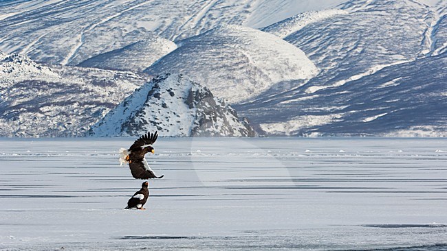 Volwassen Steller-zeearenden, Adult Stellers Sea-eagles stock-image by Agami/Sergey Gorshkov,